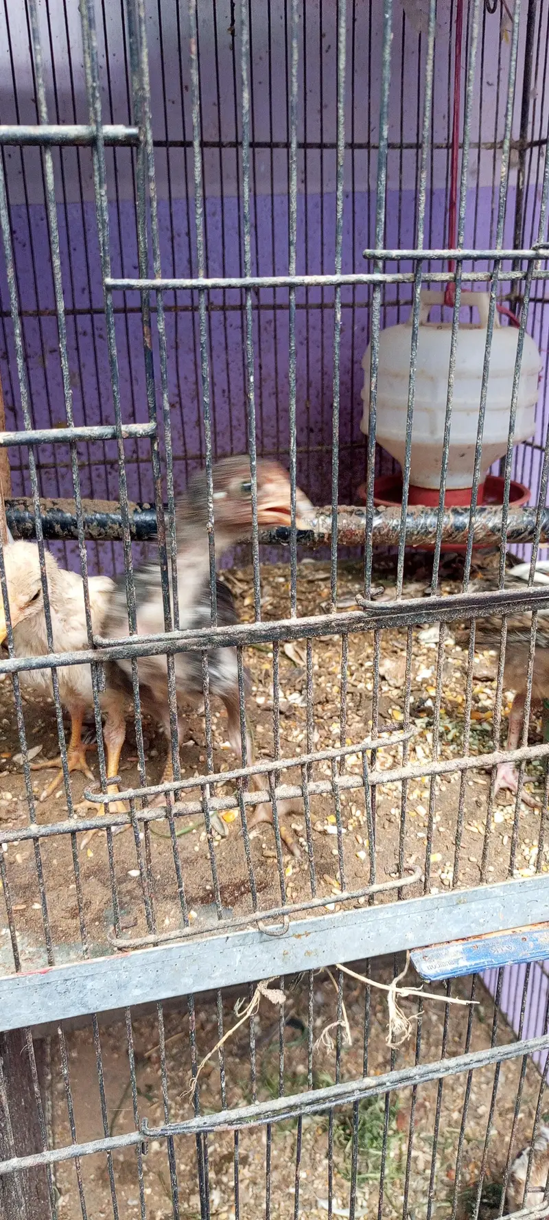 Aseel pathey, chicks & murghanmurghian — photo 12