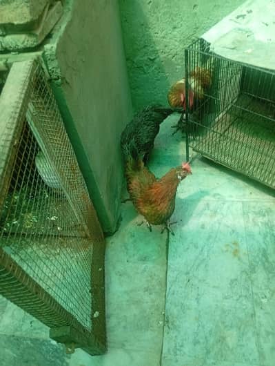 1 No. Aseel hen & 1No. murga, 4Nos dassi murgian total 6Nos.