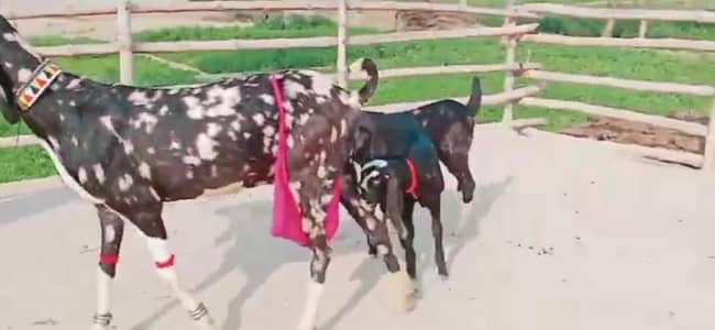 2 Bacchon Ka Sath Desi Bakri For Sale Call _ 03170252632