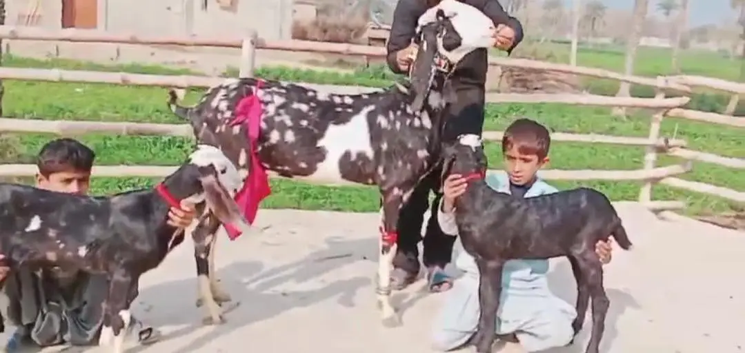 2 Bacchon Ka Sath Desi Bakri For Sale Call _ 03170252632 — photo 2