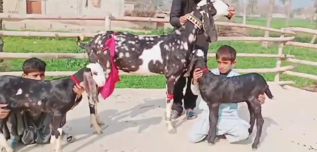 2 Bacchon Ka Sath Desi Bakri For Sale Call _ 03170252632 — photo 3