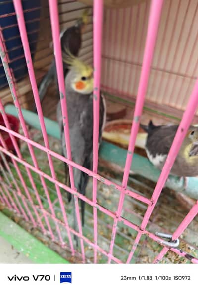 cocktail sale