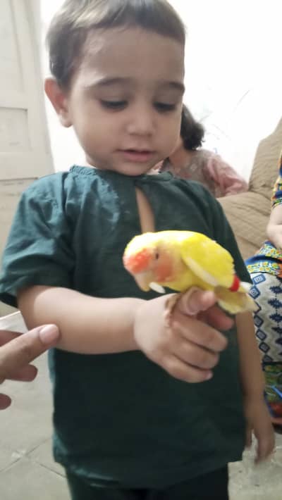 Birds for sale