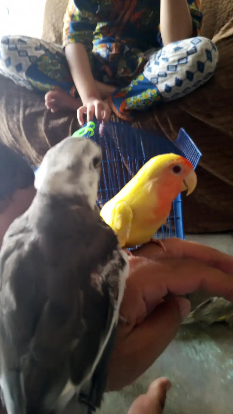 Birds for sale — photo 5