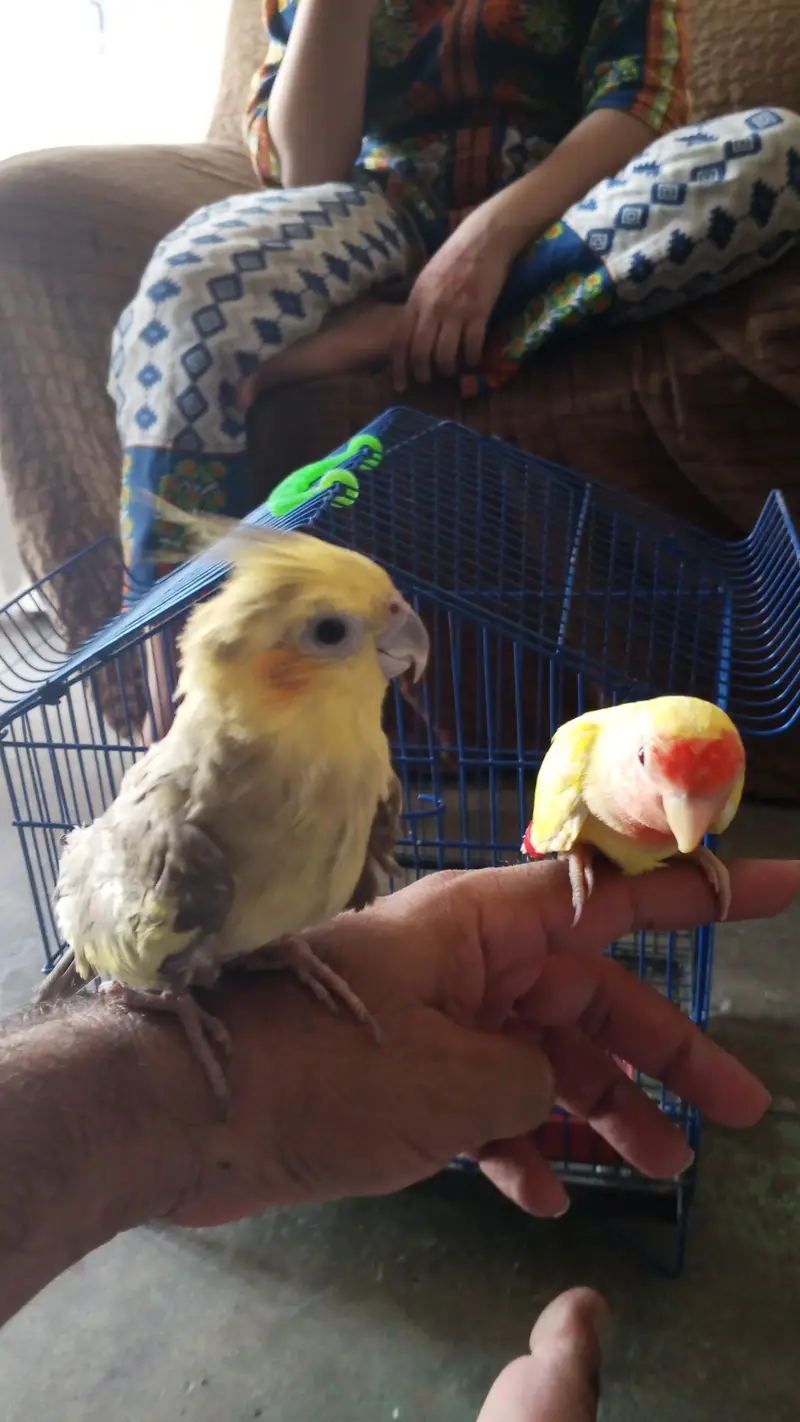 Birds for sale — photo 6