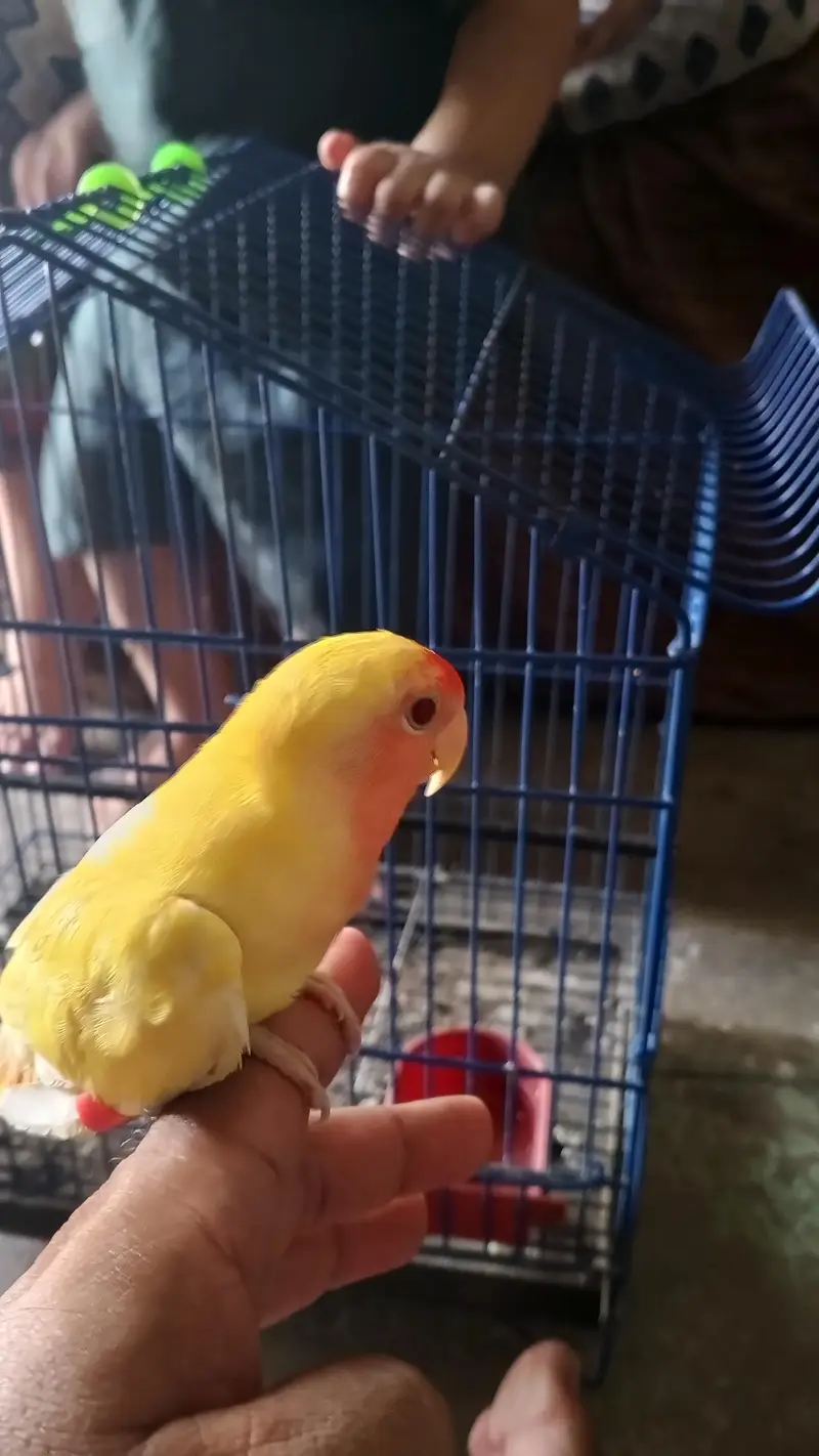 Birds for sale — photo 7