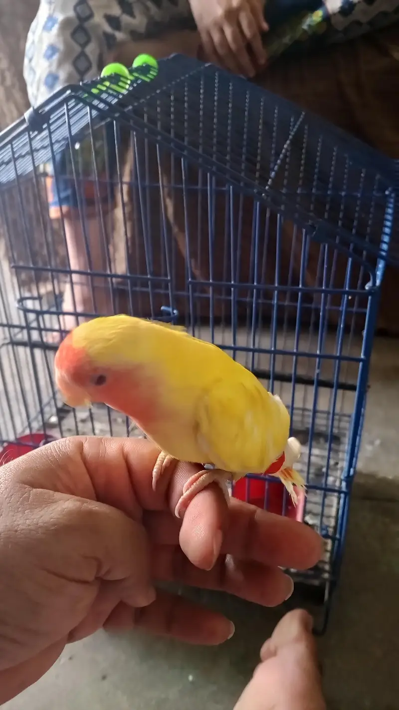 Birds for sale — photo 8