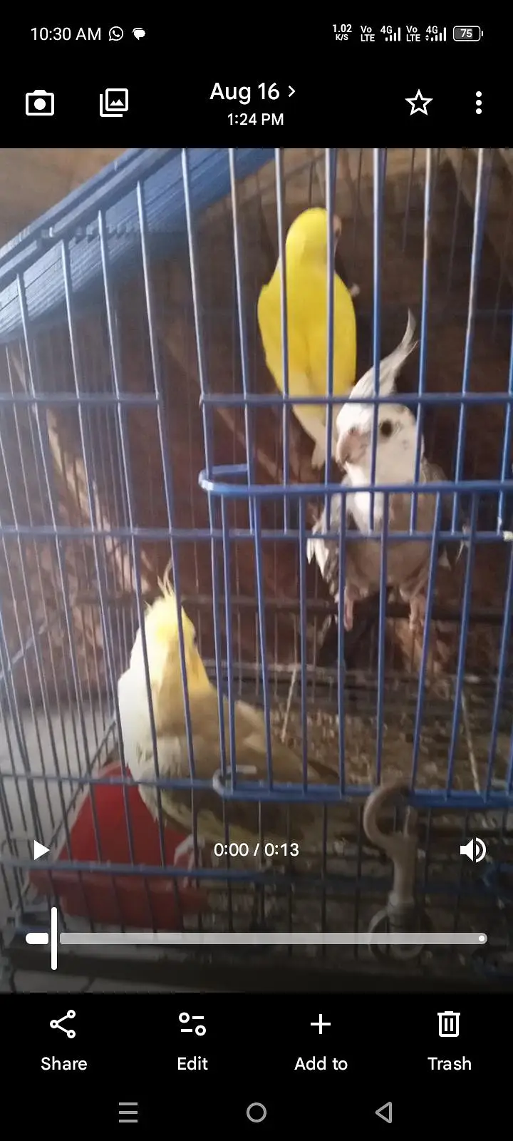 Birds for sale — photo 9