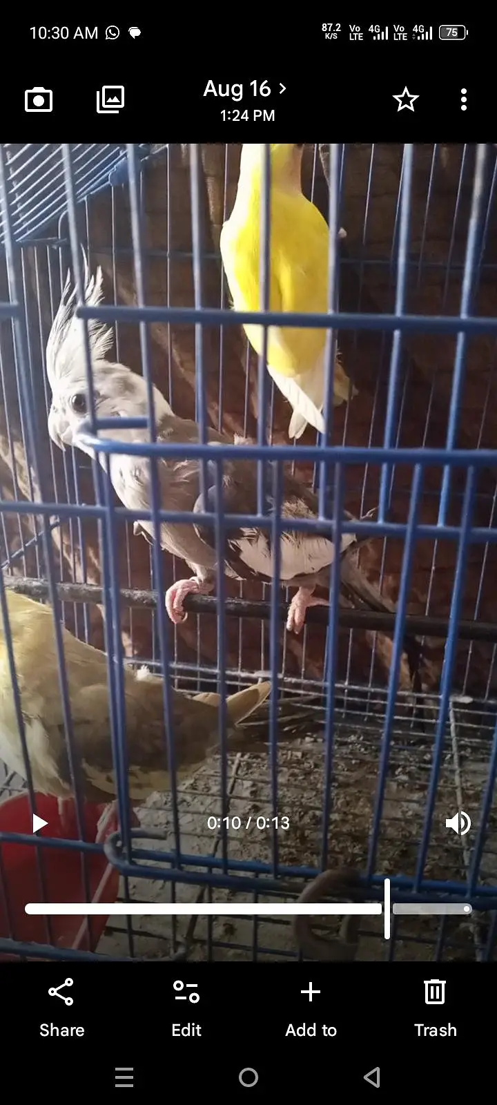 Birds for sale — photo 10