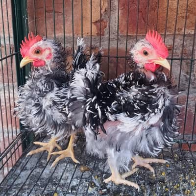 Japanese Bantam Frizzle Black Mottled