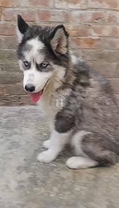 Siberian husky puppies dog for sale