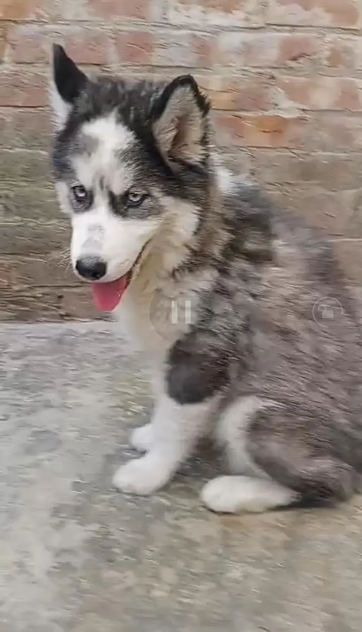 Siberian husky puppies dog for sale
