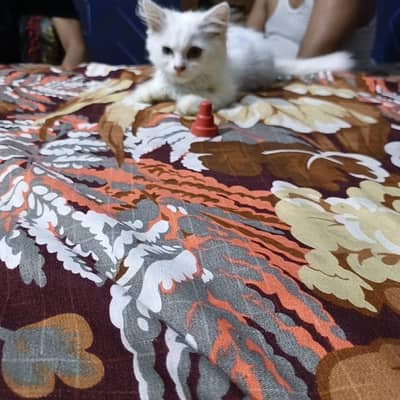 Persian cat for sale