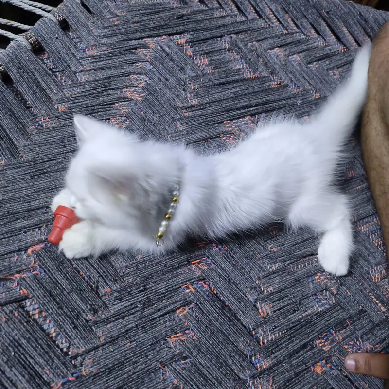 Persian cat for sale — photo 2