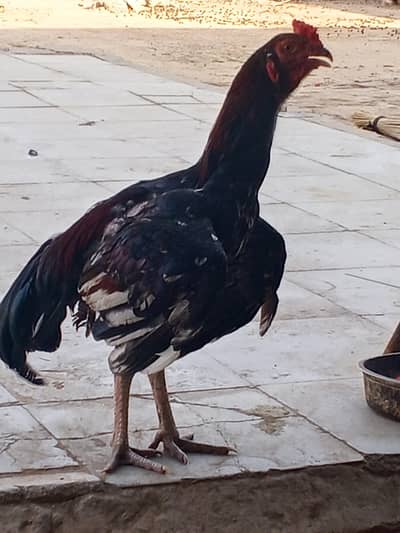toqeer
