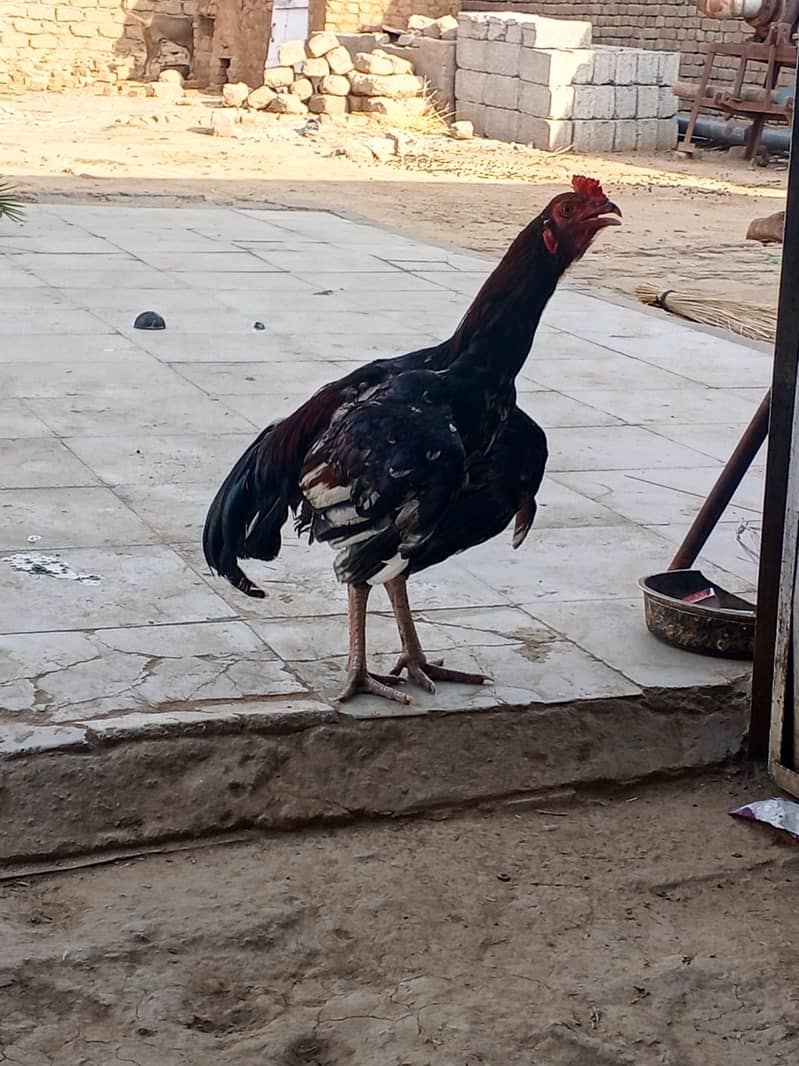 toqeer 1