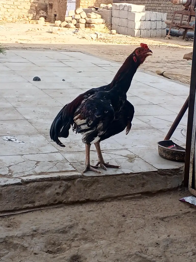 toqeer — photo 2