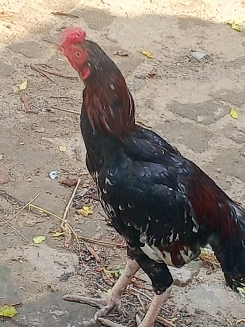 toqeer 2