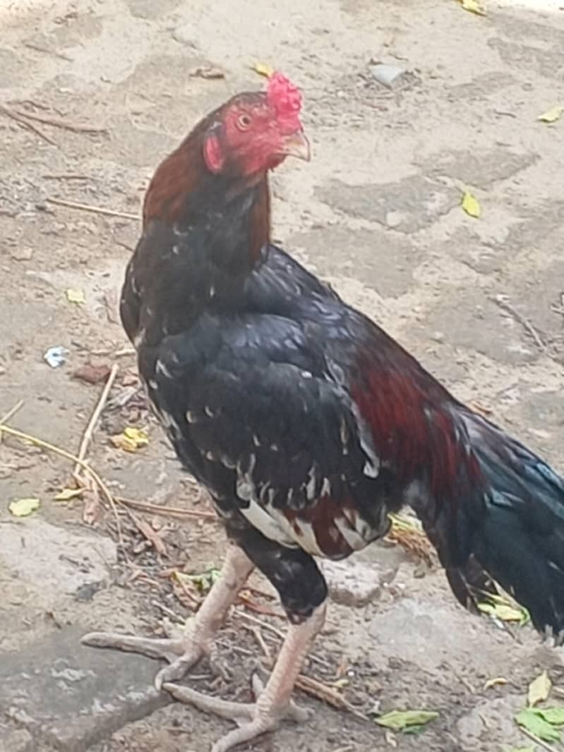 toqeer 3