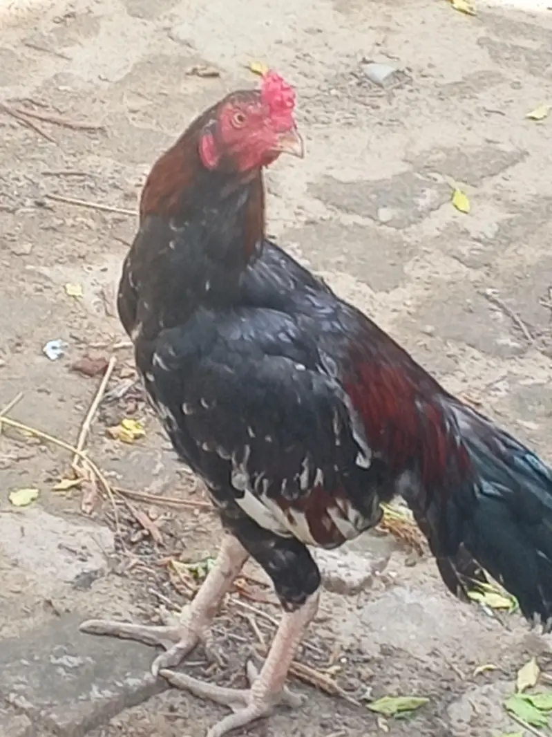 toqeer — photo 4