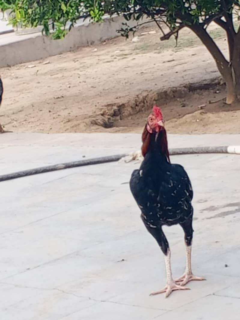 toqeer 4