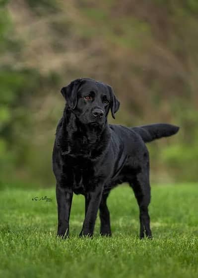 LABRADOR MALE FOR SALE