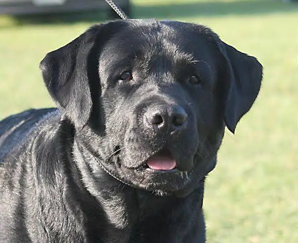 LABRADOR MALE FOR SALE — photo 2