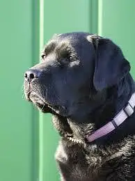 LABRADOR MALE FOR SALE — photo 3