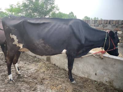 Pure Friesian cow