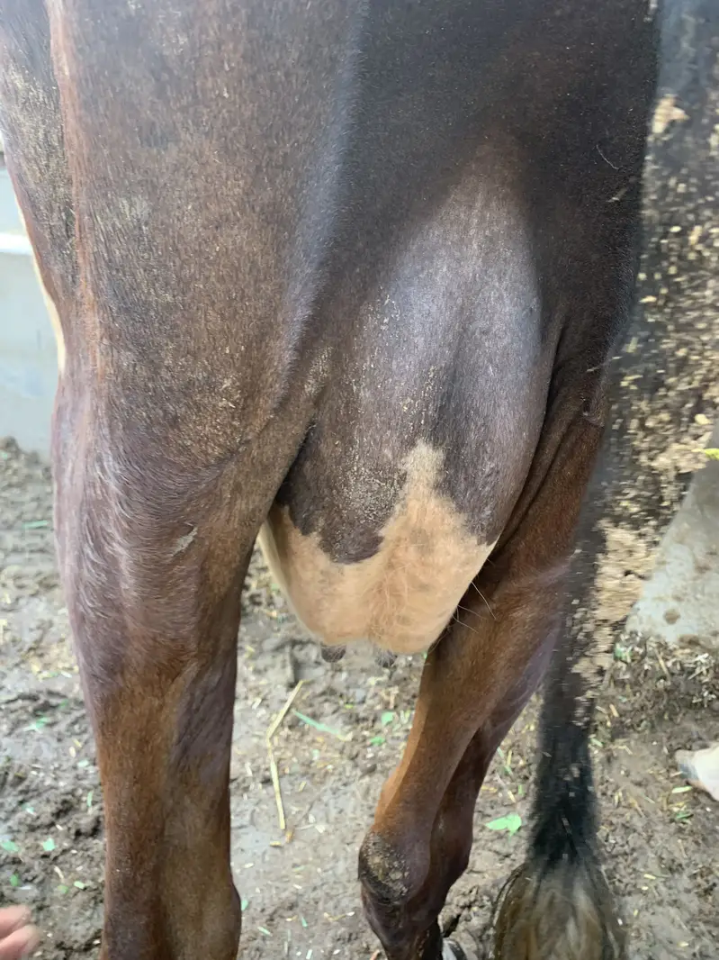 Pure Friesian cow — photo 2