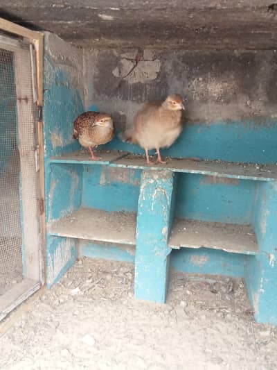 pure aseel pathay Irani titte pair