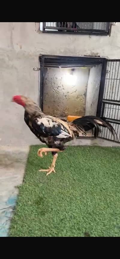 Aseel murga Pakistani urgent sale