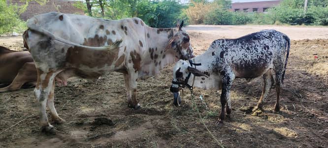 گاے اور بچھڈا فار سیل