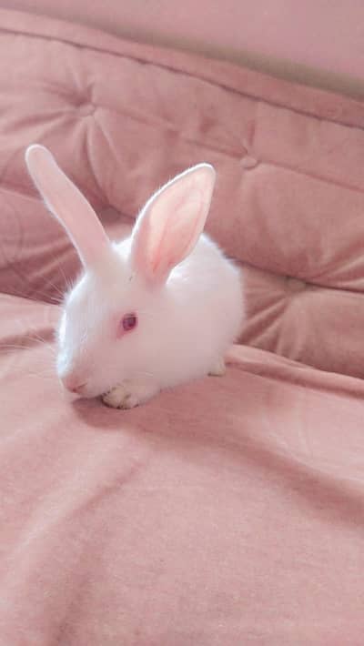 Baby Female Rabbit