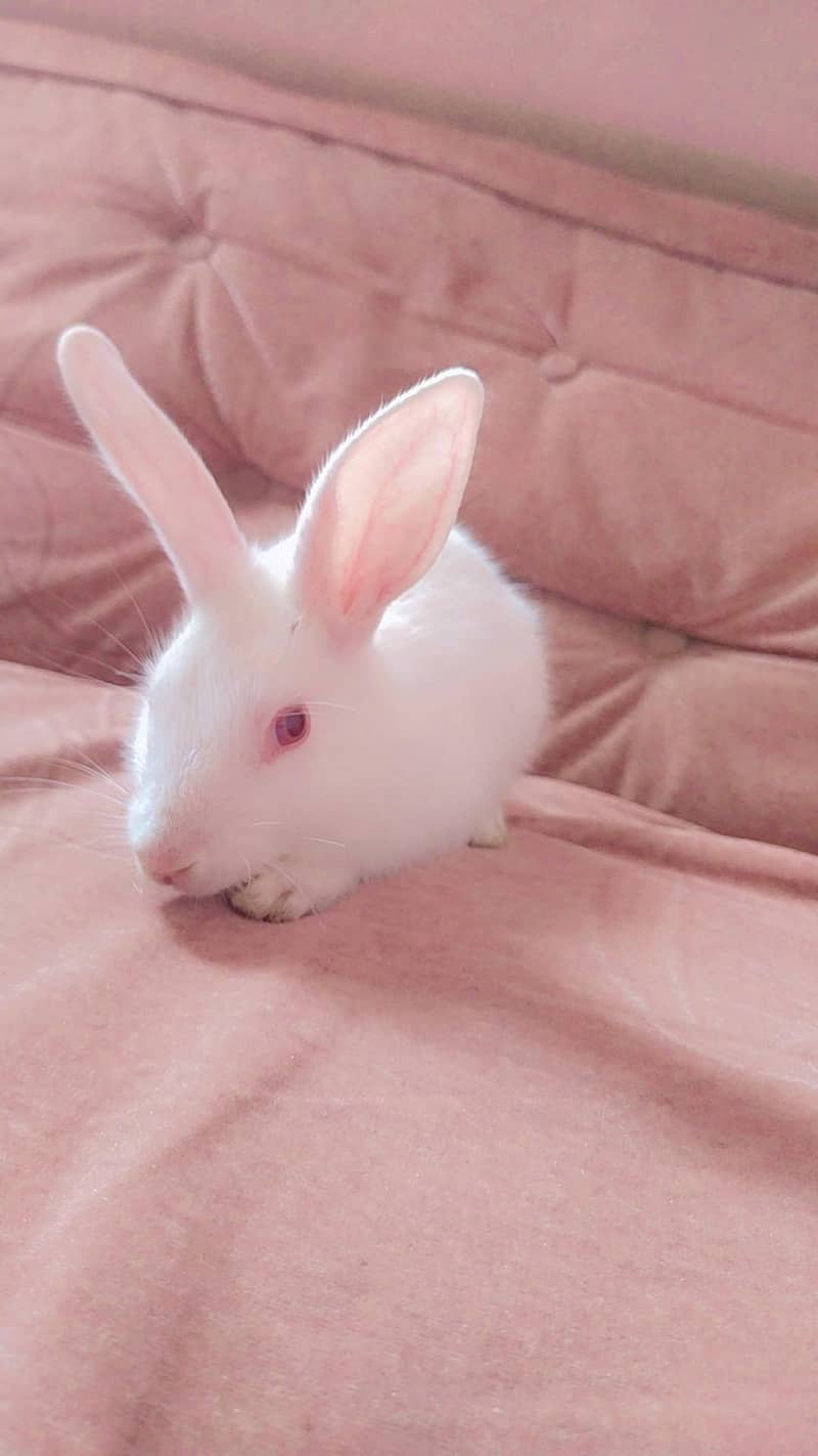 Female Rabbit 0