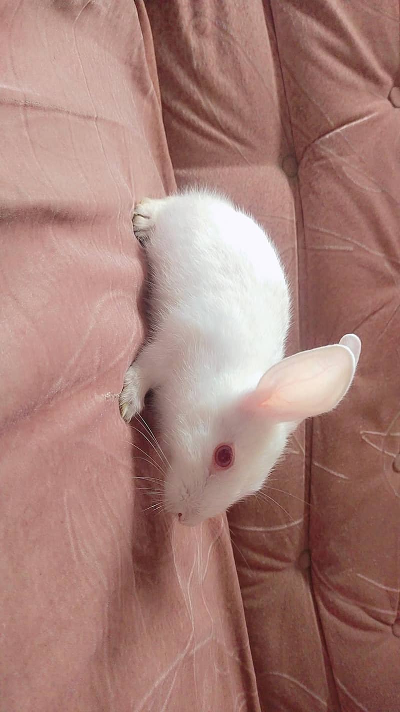 Female Rabbit 1