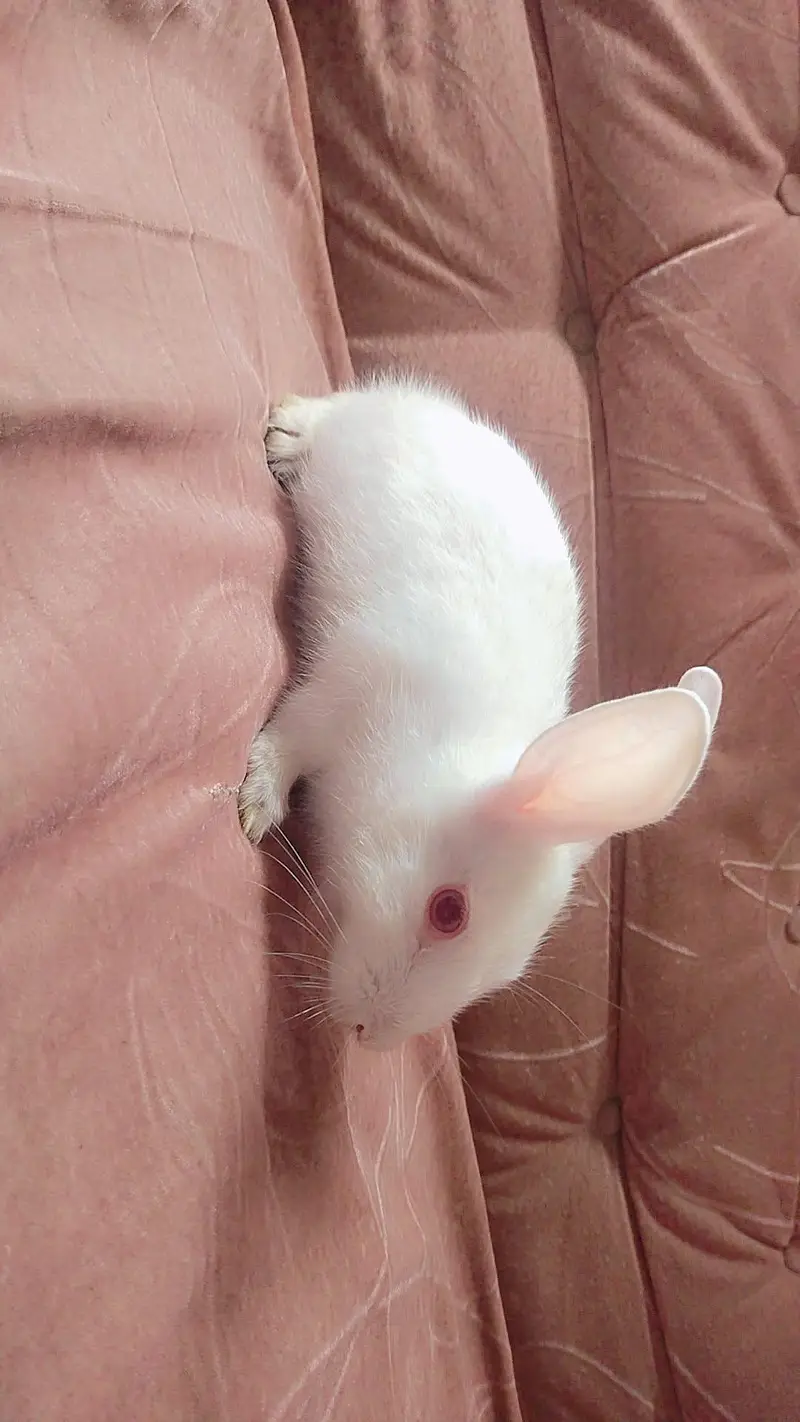 Baby Female Rabbit — photo 2