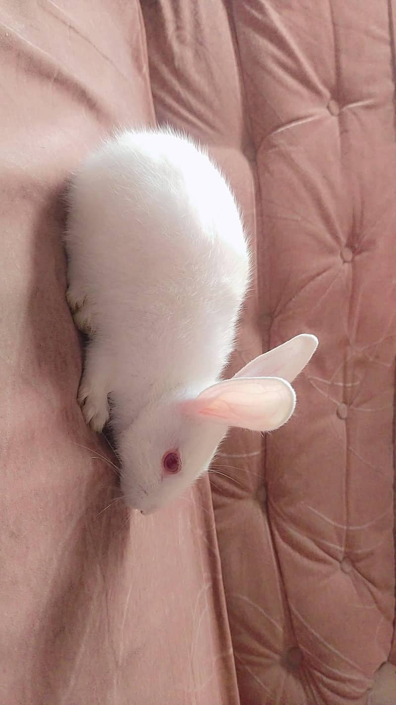 Female Rabbit 2