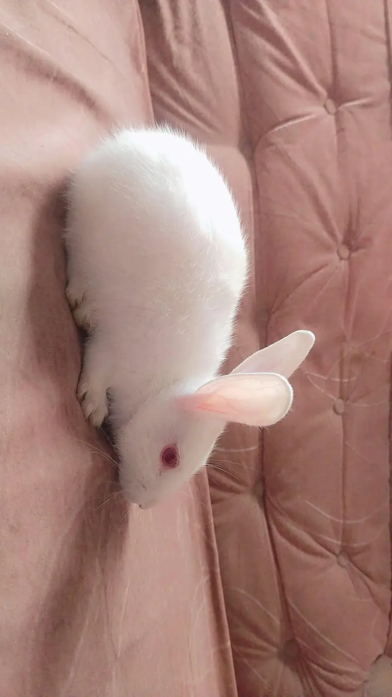 Baby Female Rabbit — photo 3