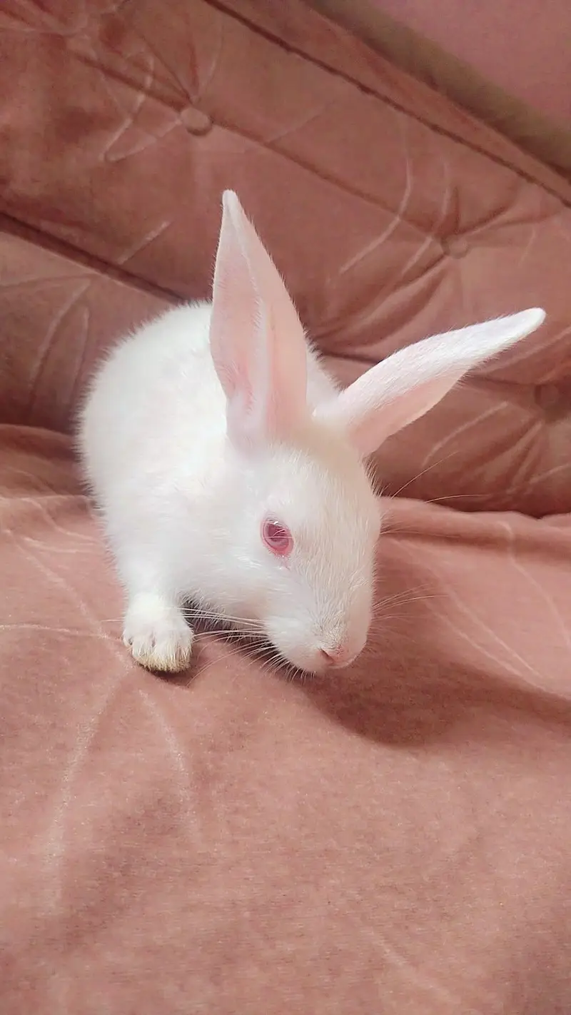 Baby Female Rabbit — photo 4