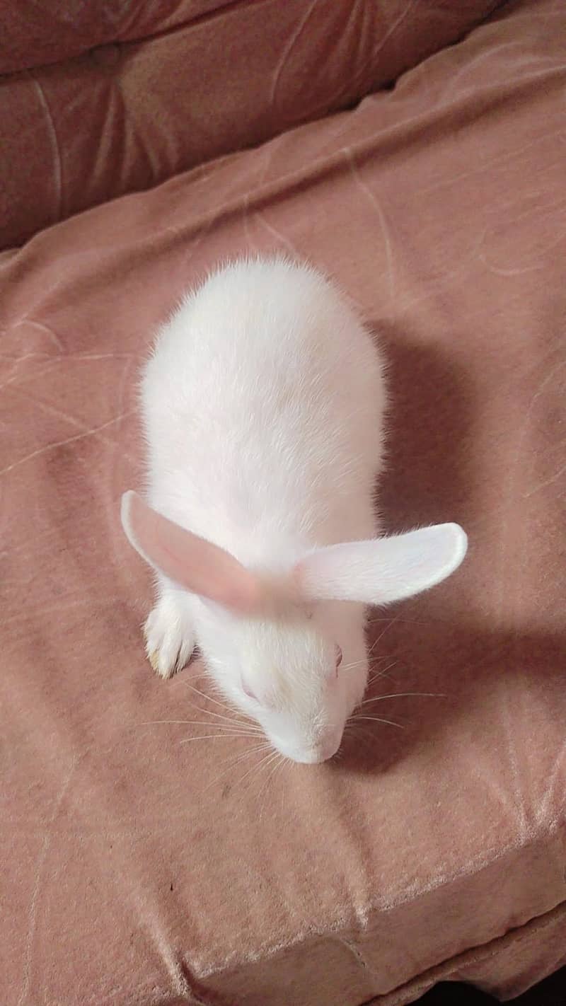 Female Rabbit 4