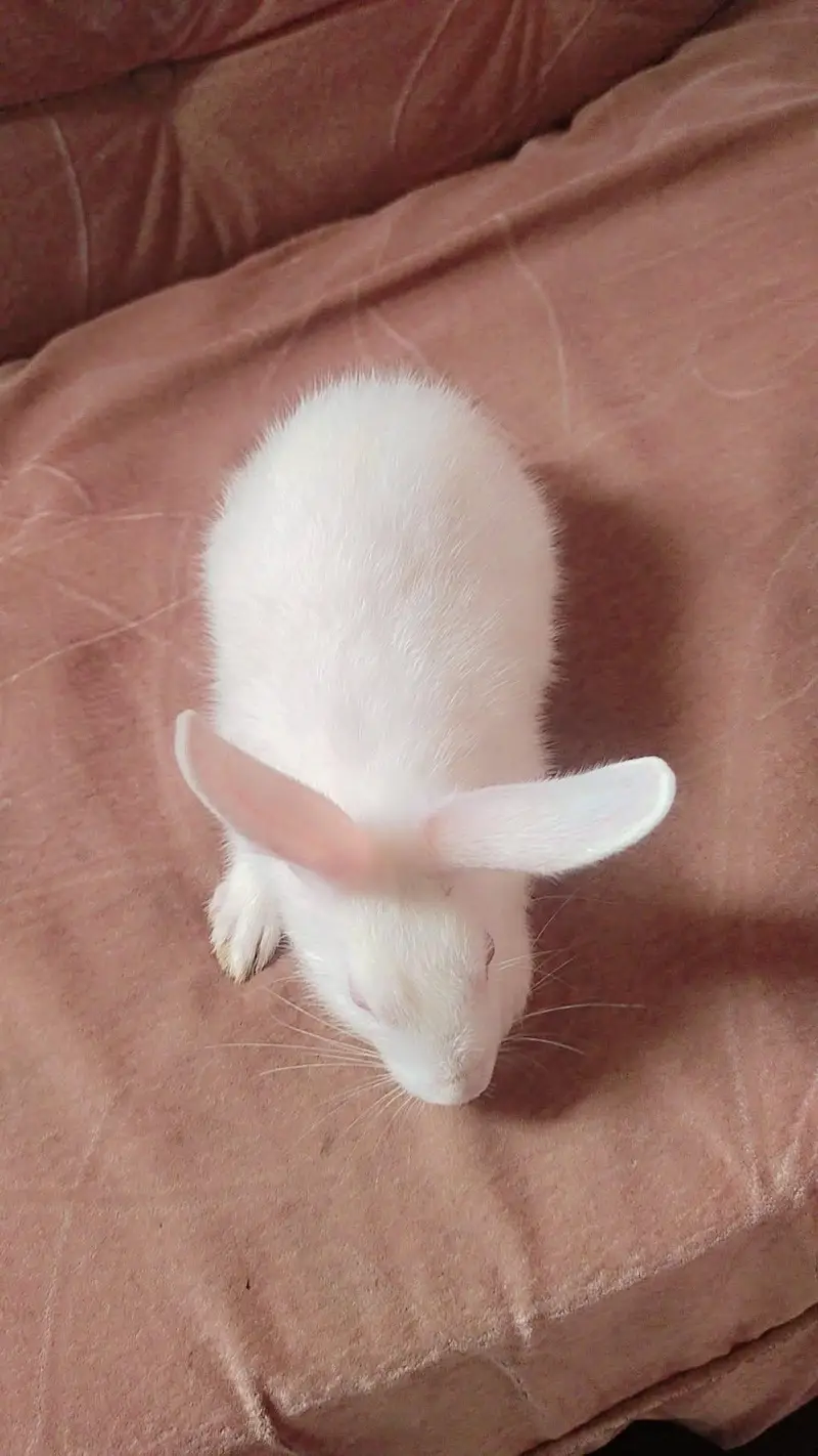 Baby Female Rabbit — photo 5