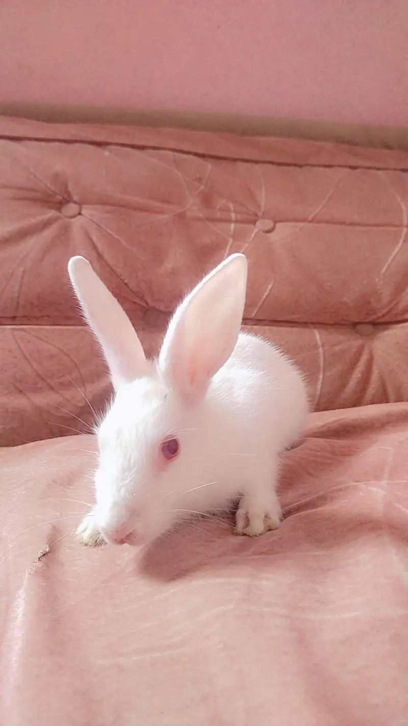 Baby Female Rabbit — photo 6
