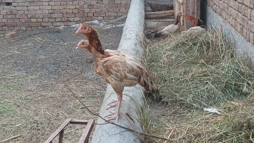 0308.65. 87.63. 3 Whatsapp number  ایک عدد  1500 روپے کے حساب سے — photo 2