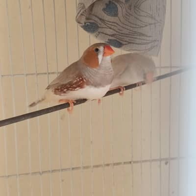 2 pair & 3 male's available lamsam hojayenge dm me or Whatsapp