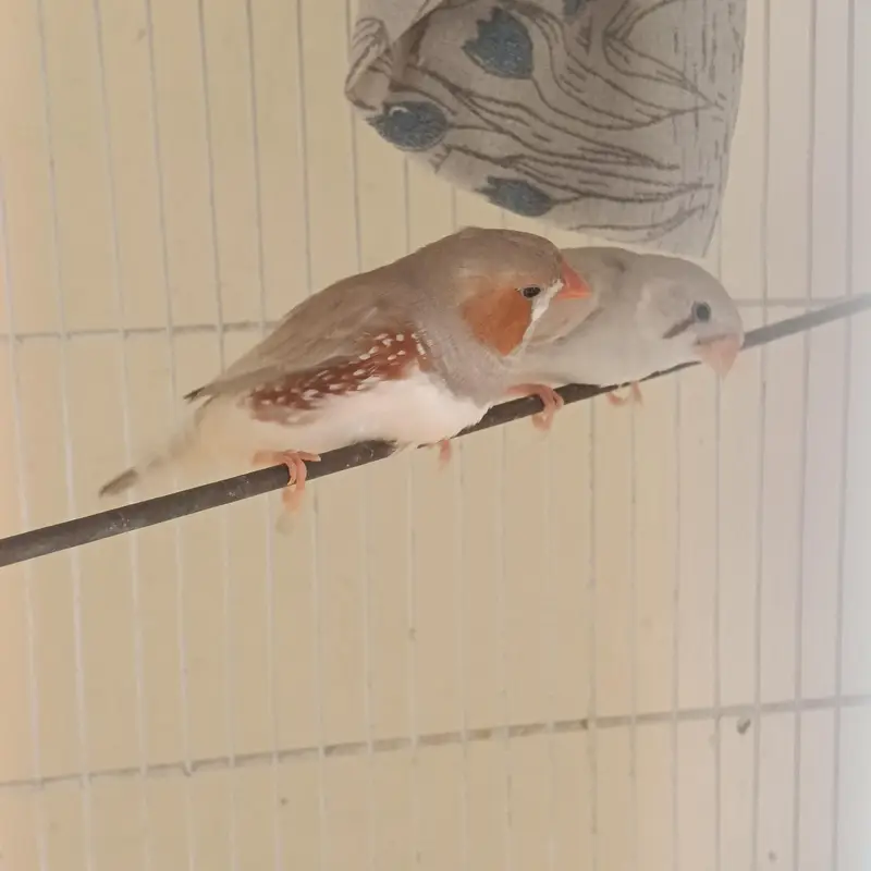 2 pair & 3 male's available lamsam hojayenge dm me or Whatsapp — photo 2