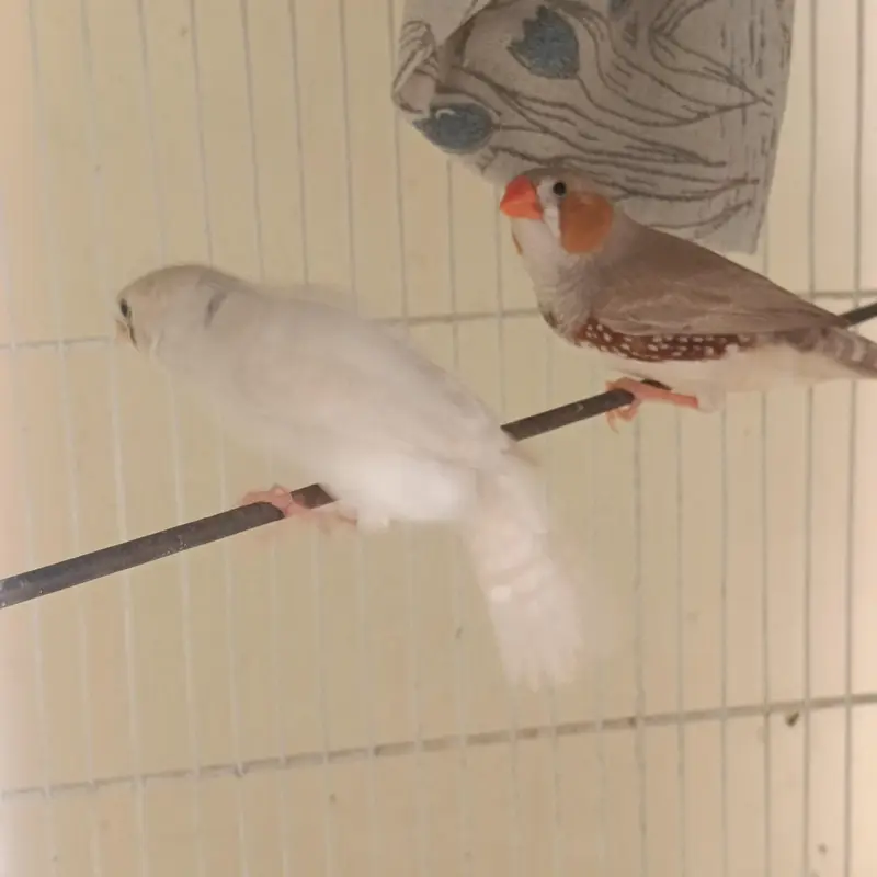2 pair & 3 male's available lamsam hojayenge dm me or Whatsapp — photo 4