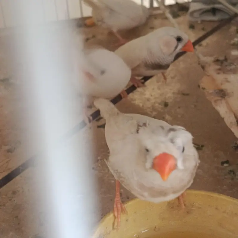 2 pair & 3 male's available lamsam hojayenge dm me or Whatsapp — photo 5