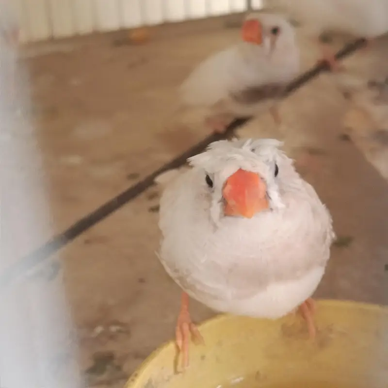 2 pair & 3 male's available lamsam hojayenge dm me or Whatsapp — photo 6