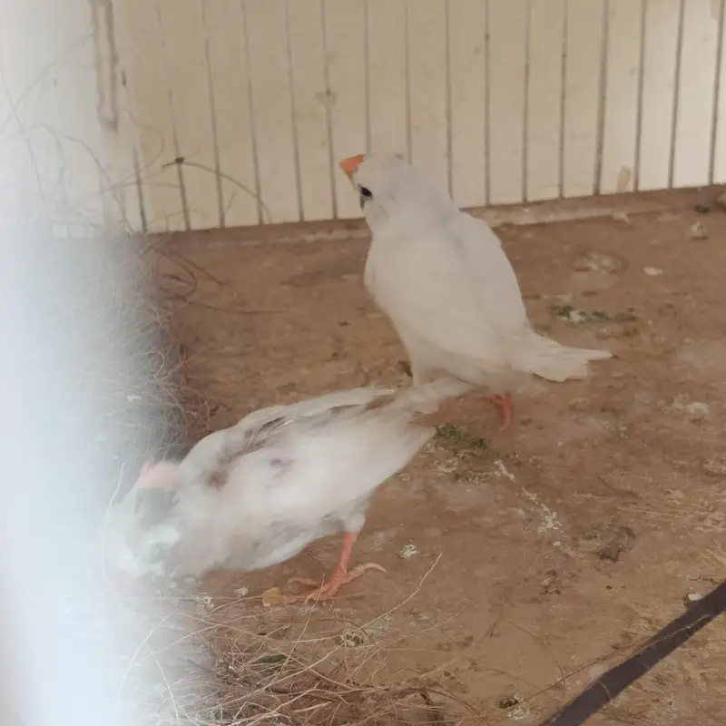 2 pair & 3 male's available lamsam hojayenge dm me or Whatsapp — photo 7